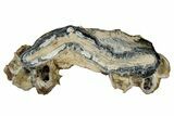 Mammoth Molar Slice With Case - South Carolina #349994-1
